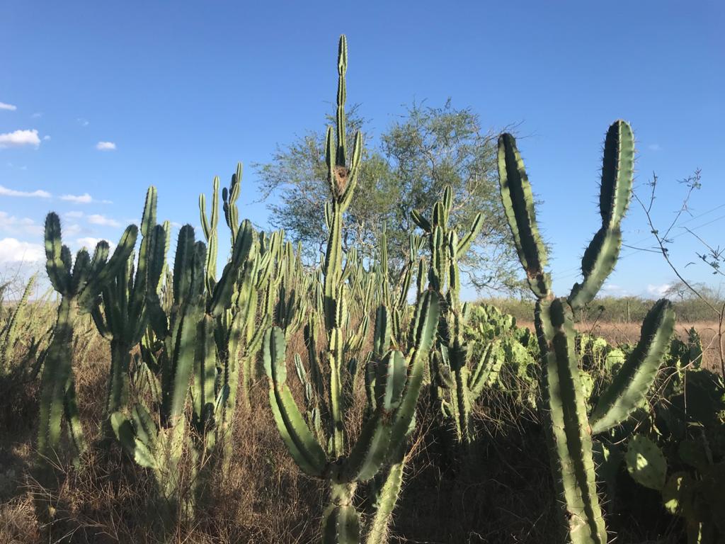 Dia Da Caatinga Projeto Serrote Refer Ncia Na Preserva O Do Bioma