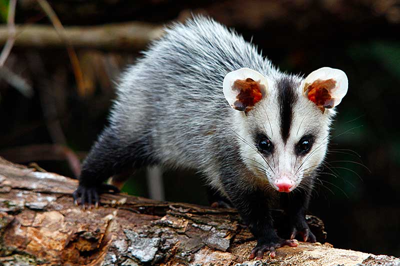 Leia mais sobre o artigo 5 animais da caatinga que você precisa conhecer