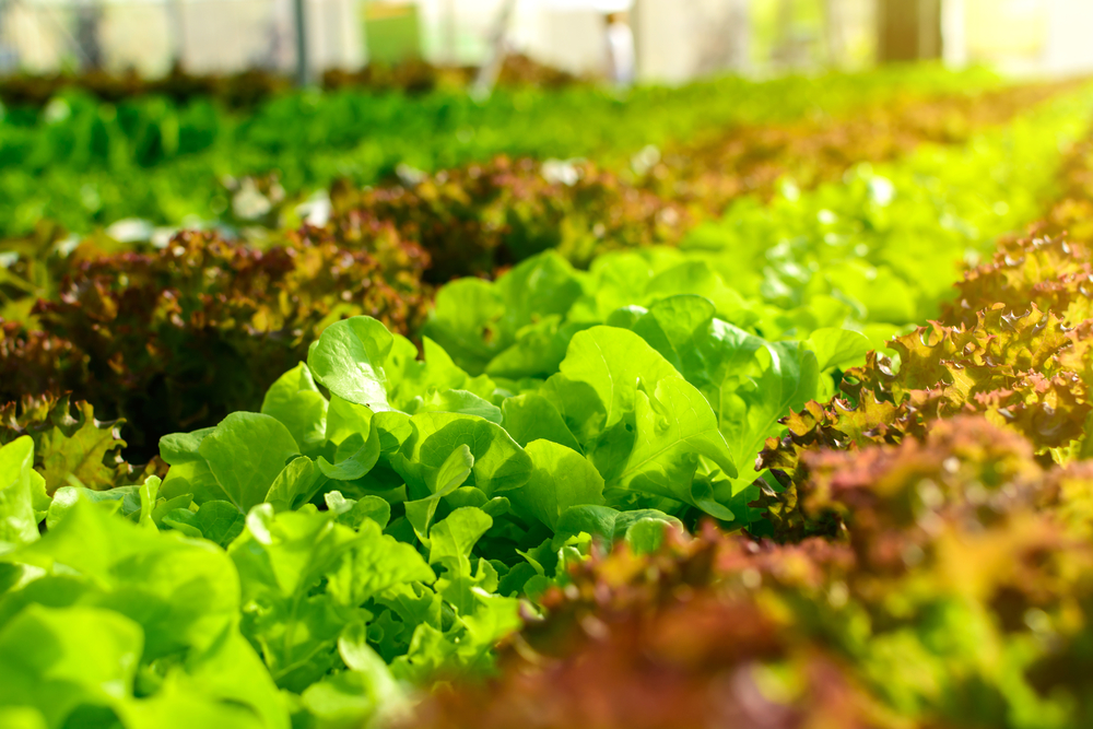 Leia mais sobre o artigo MVV apoia grande evento de capacitação de horticultura em Arapiraca