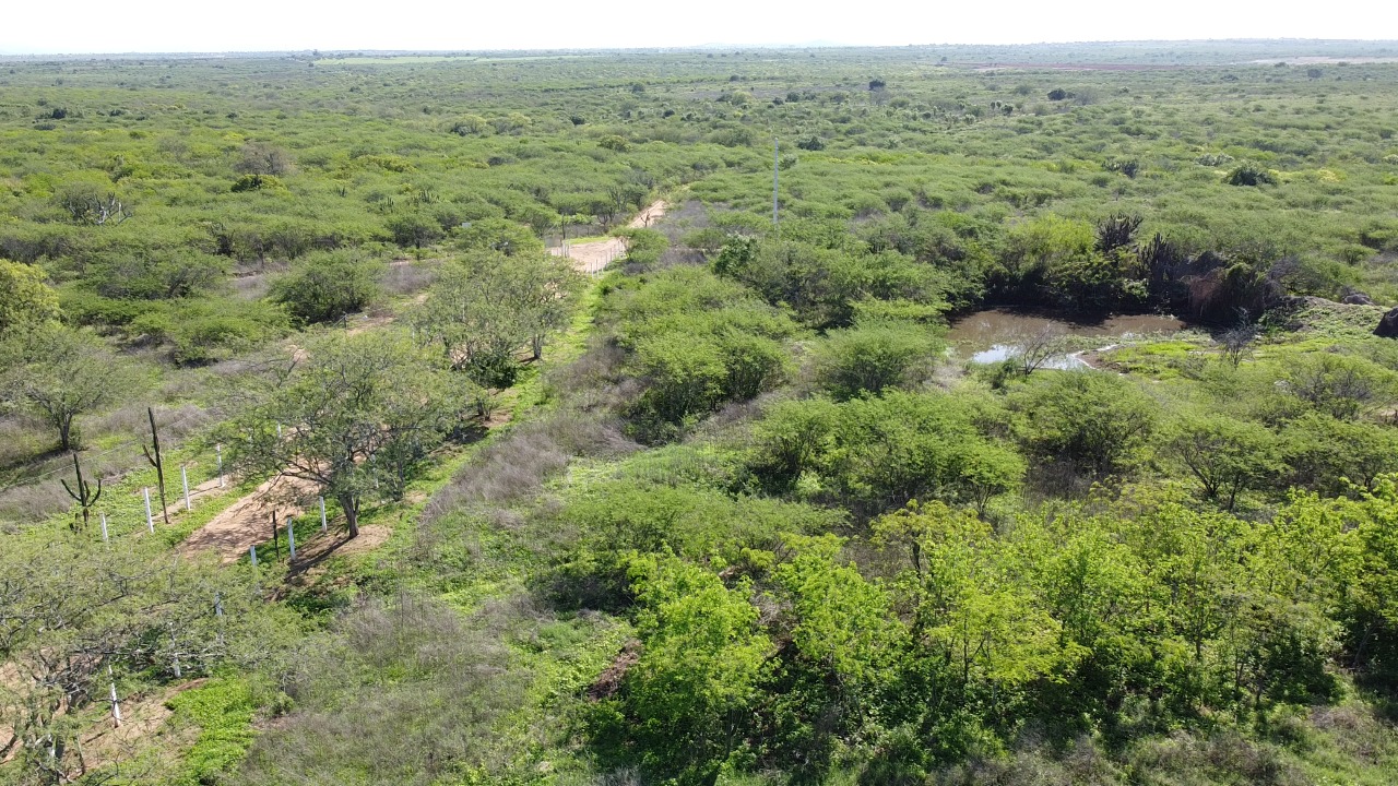 Leia mais sobre o artigo Dia da Caatinga: nossa empresa está inserida na vida do bioma