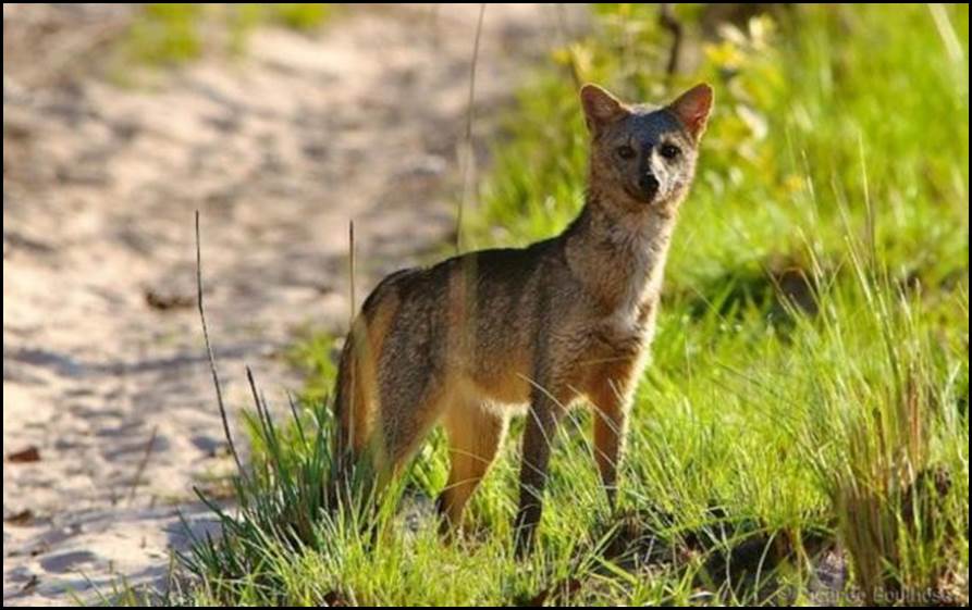 Leia mais sobre o artigo Realizado o 1º estudo de monitoramento de fauna durante a nossa Operação