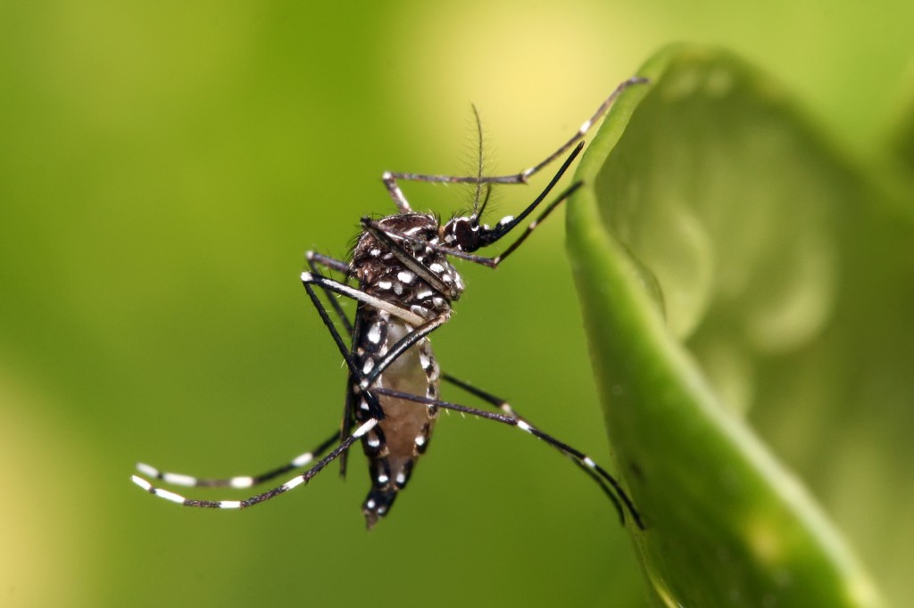 Leia mais sobre o artigo Alerta ligado para a dengue em Alagoas; veja 10 dicas para prevenção