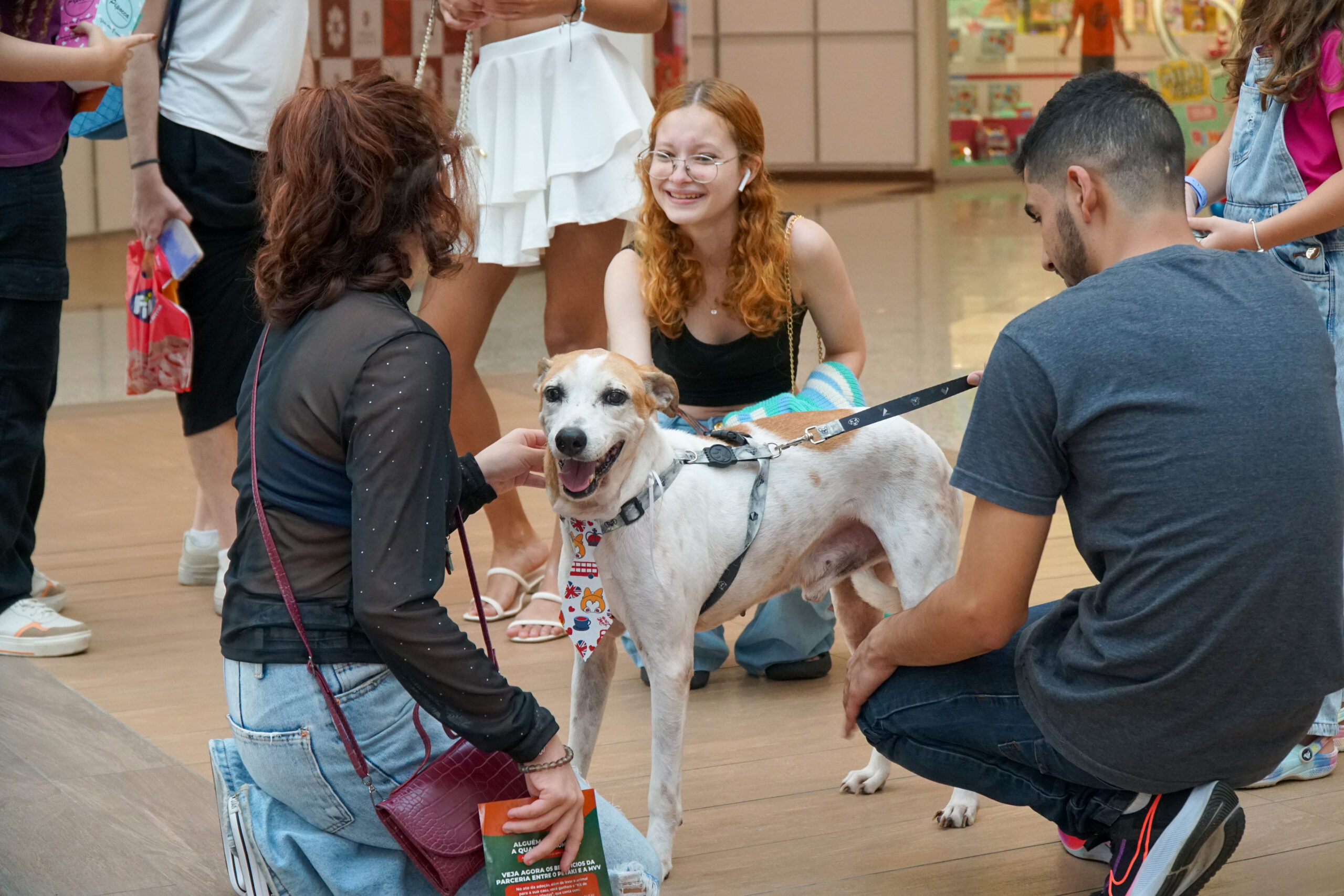 Leia mais sobre o artigo Feira Adote Um AUmigo chega à sua 10ª edição com cerca de 30 cães adotados