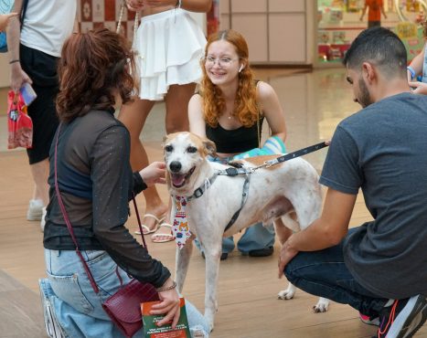 Feira de Adoção AUmigo