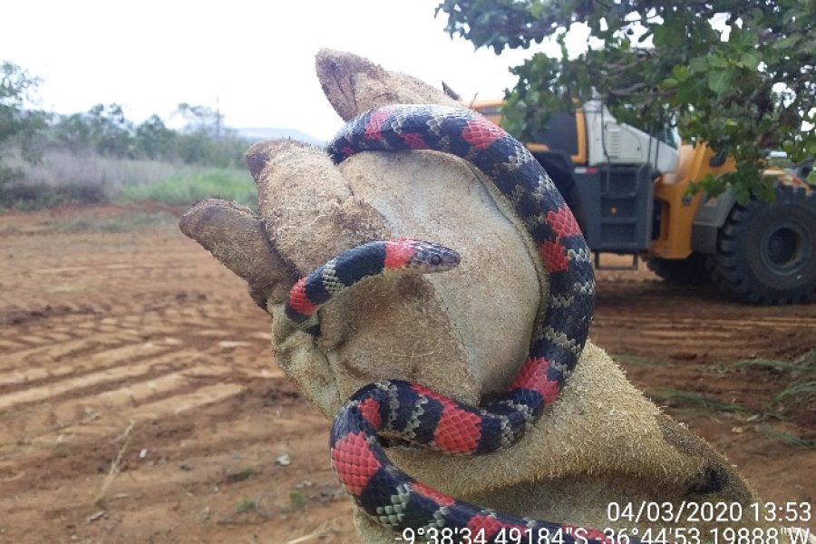 COBRA-CORAL-VERDADEIRA