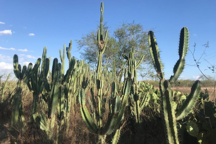 DIA-DA-TERRA-CACTOS