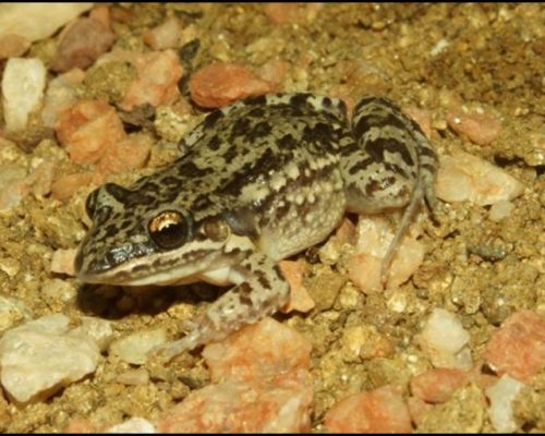 Leptodactylus-caatingae-sapo