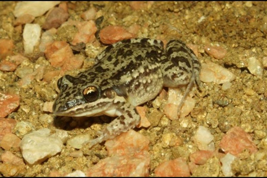 Leptodactylus-caatingae-sapo