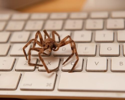 aranha