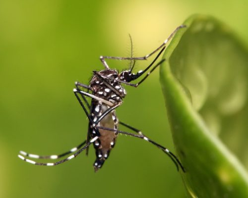 dengue